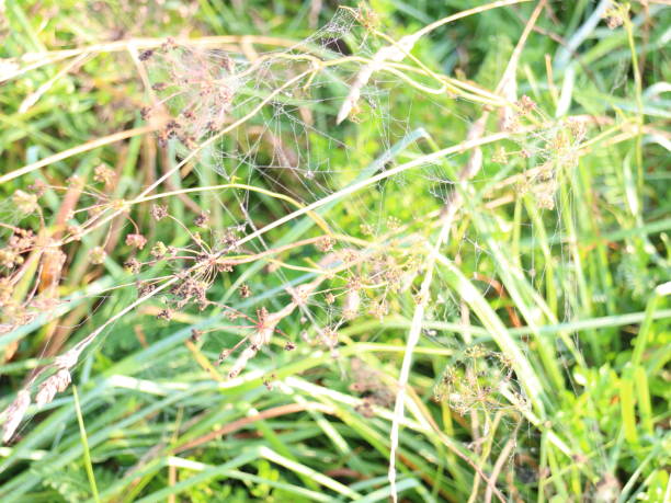 istock Autumn morning bushes are cobwebbed 1037066020