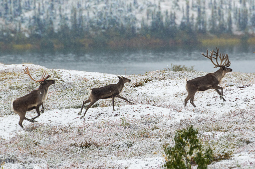 Three caribou running through snow