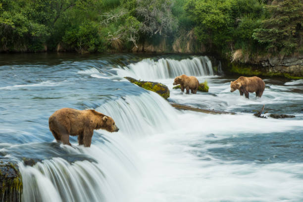 grizzly - katmai national park photos et images de collection