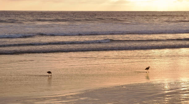 istock Two godwit birds in the surf at sunset on a beach 1037079500