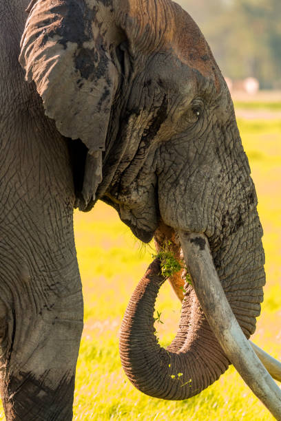 istock Giant Elephant with big tusk at wild 1037079644