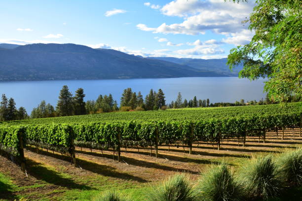 vigneti della valle okanagan - okanagan vineyard okanagan valley valley foto e immagini stock