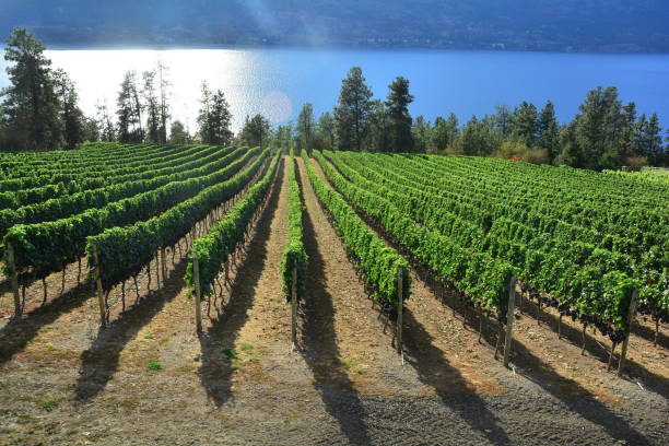 istock Vineyards of the Okanagan Valley 1037079898