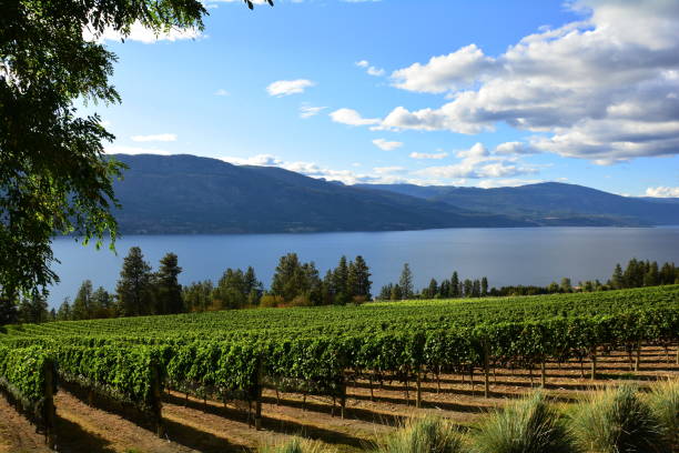 vigneti della valle okanagan - okanagan vineyard okanagan valley valley foto e immagini stock