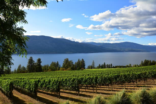 istock Vineyards of the Okanagan Valley 1037079908