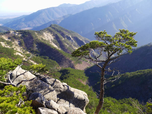 istock Mountain pine-tree and the great view to korean mountains Seoraksan 1037080868