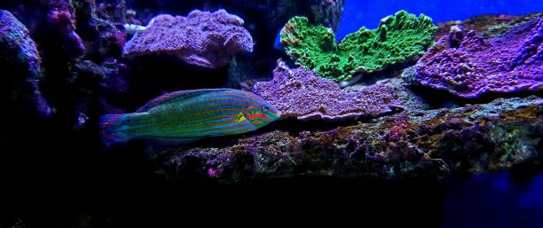 Hoeven's Wrasse - (Halichoeres melanurus) The Hoeven's Wrasse is also referred to as the Tail Spot Wrasse, the Yellow-lined Wrasse, the Orange-tipped Rainbowfish, the Tailspot Wrasse, and the Pinstriped Wrasse. The body of this fish is blue-green in color and has pink or yellow stripes running horizontally across its sides. melanurus wrasse stock pictures, royalty-free photos & images