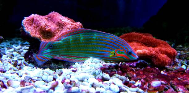 Hoeven's Wrasse - (Halichoeres melanurus) The Hoeven's Wrasse is also referred to as the Tail Spot Wrasse, the Yellow-lined Wrasse, the Orange-tipped Rainbowfish, the Tailspot Wrasse, and the Pinstriped Wrasse. The body of this fish is blue-green in color and has pink or yellow stripes running horizontally across its sides. melanurus wrasse stock pictures, royalty-free photos & images