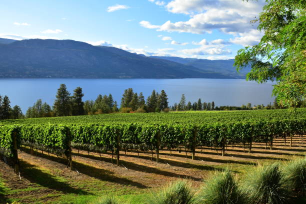 vigneti della valle okanagan - okanagan vineyard okanagan valley valley foto e immagini stock