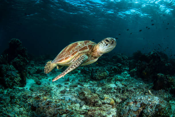 tortuga de mar y piscina - hawksbill turtle fotografías e imágenes de stock