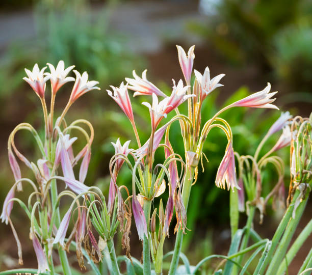 Pretty pink flowers on long stems growing in the garden. They are in their natural state, with some fresh blooms and others drooping, past their prime.