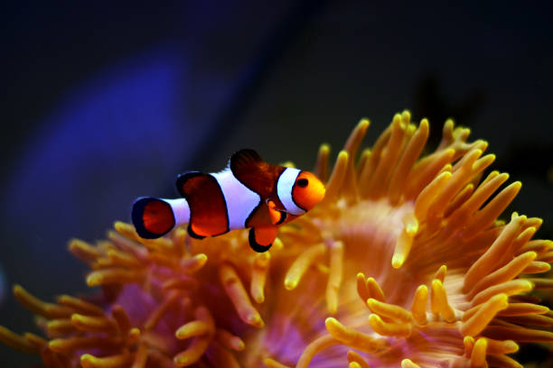 istock Clownfish the most popular creature from the animals world 1037092140