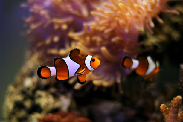 istock Clownfish the most popular creature from the animals world 1037092144