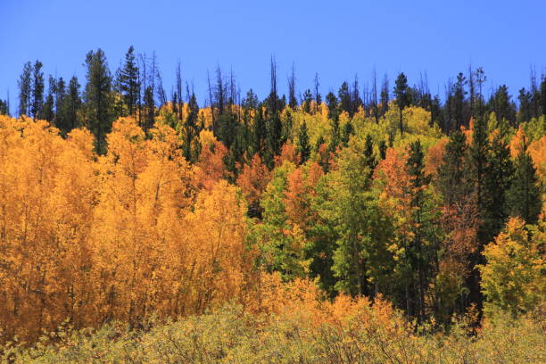 istock Trees changing color in Colorado 1037096594