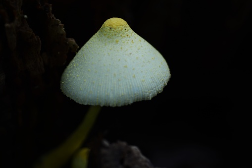 Leucocoprinus birnbaumii (Mushrooms)