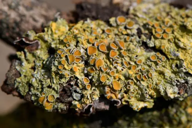 Lichens are not fungi as many think, but a combination of organisms living symbiotically.  Apothecium are the button like structures (fruits).