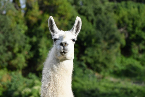 Portrait of a Llama looking into the camera The animal is surrounded by lush green vegetation and it is a sunny day. llama animal photos stock pictures, royalty-free photos & images