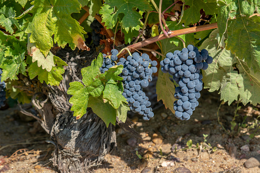 Bunches of red grapes growing in one of the vineyards in Toro, in province of Zamora, Spain\