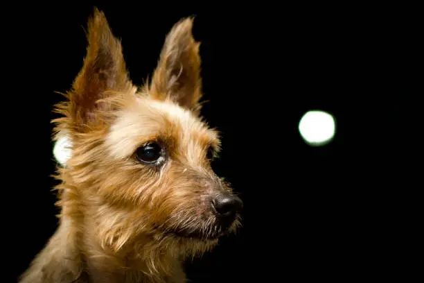 Photo of Silky Terrier Dog Portrait