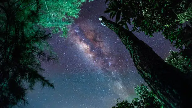 Photo of Tree trunk under milky way sky