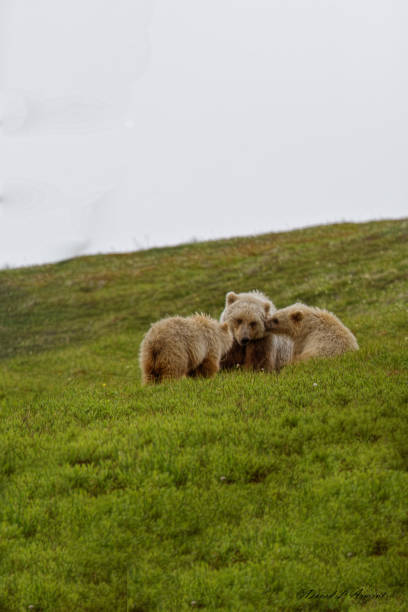 istock Two Cubs Nuzzle Mother Grizzly Bear 1037137274