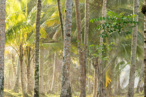 istock Indonesian Coconut Grove 1037142710