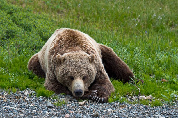 istock Male Grizzly Bear 1037145908
