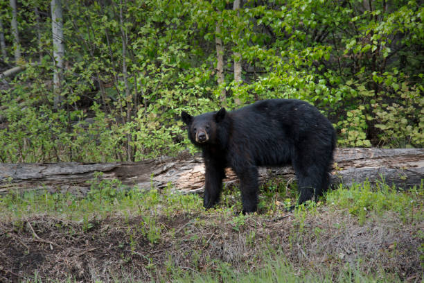 istock Black Bear in Front of Trees 1037157238