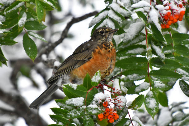 istock Orange Robin Bird and Red Rowan Berries. 1037166722