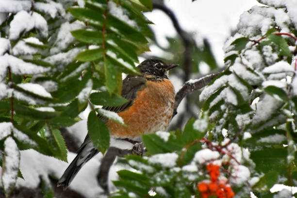 istock Orange Robin Bird and Red Rowan Berries. 1037166952