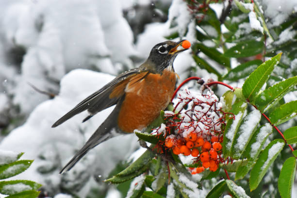 istock Orange Robin Bird and Red Rowan Berries. 1037167008
