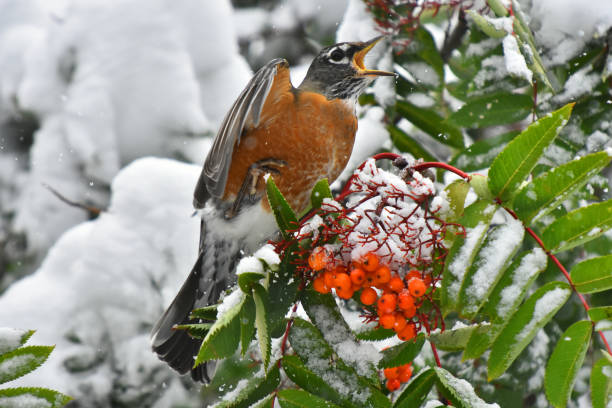 istock Orange Robin Bird and Red Rowan Berries. 1037168392
