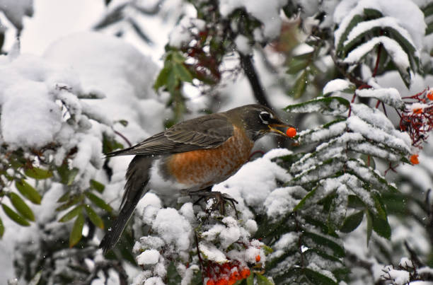 istock Orange Robin Bird and Red Rowan Berries. 1037168398
