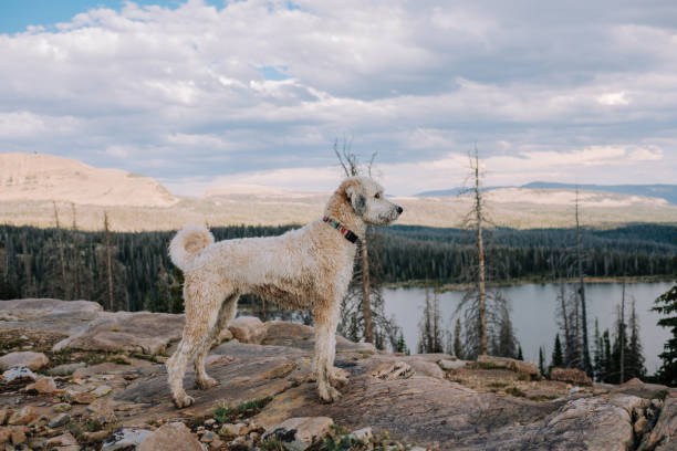 Beautiful Fluffy Dog Out in the Wild