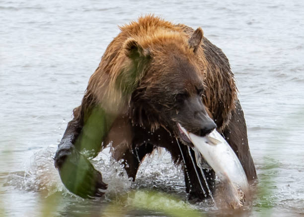 istock Brown bear and the Salmon 1037174010