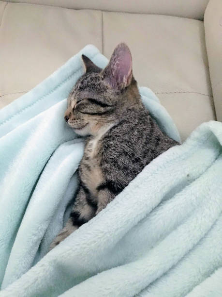 istock A young tabby kitten sleeping under the blankets during her nap 1037174108