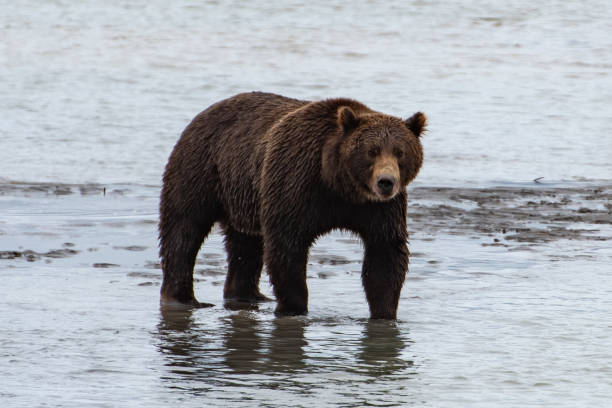 istock Brown bear and the Salmon 1037174298