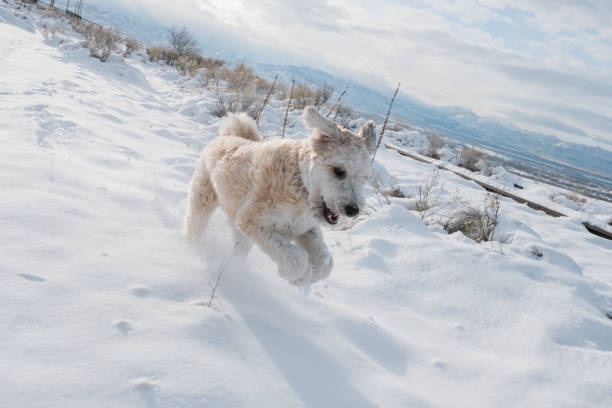 雪の中を走っている大きなふわふわ犬 - exploration mountain ice jumping ストックフォトと画像