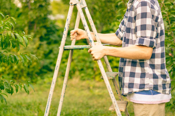 istock young man picking fruit from the tree using climbing the ladder in the garden a 1037175086