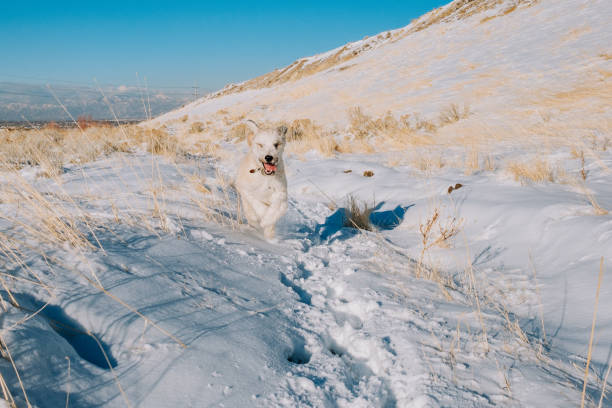 grande cão fofo correndo na neve - exploration mountain ice jumping - fotografias e filmes do acervo