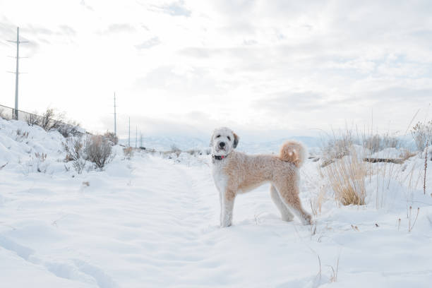 雪の中を探る大きな美しいフワフワ犬 - exploration mountain ice jumping ストックフォトと画像