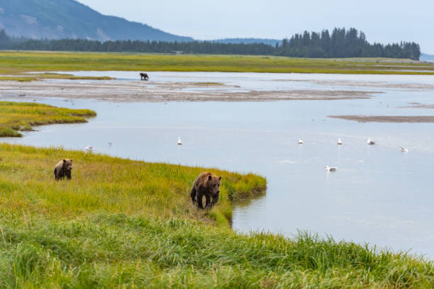 USA, Alaska, Brown bear (Ursus arctos) catching salmon
