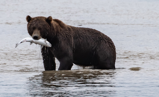 USA, Alaska, Brown bear (Ursus arctos) catching salmon