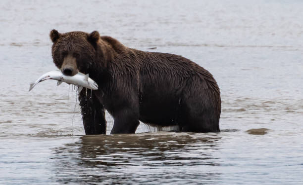 Brown bear and the Salmon USA, Alaska, Brown bear (Ursus arctos) catching salmon salmon animal stock pictures, royalty-free photos & images