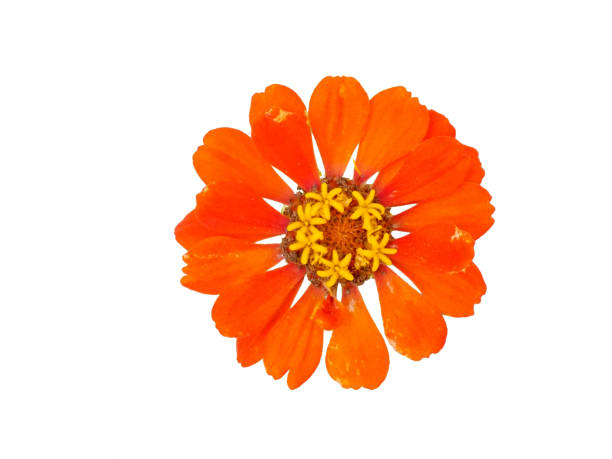 One Zinnia flower on the white background