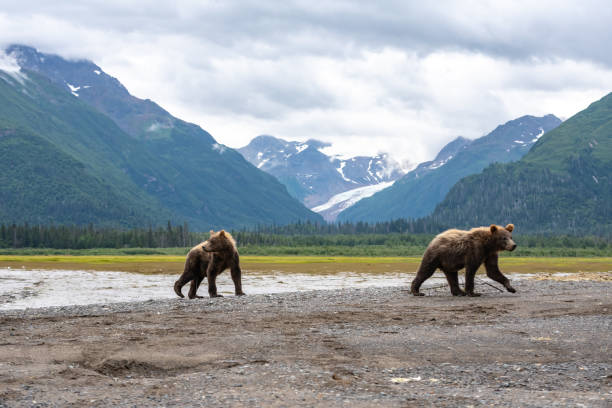 istock Bear cubs walking on the beach, 1037186612