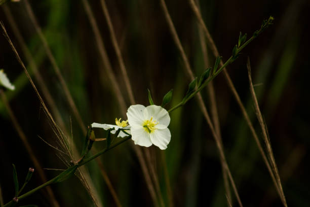 istock Flowers of the Way 1037195770