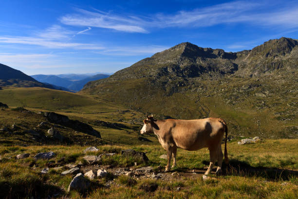 istock Cow in alpine scenery 1037196360