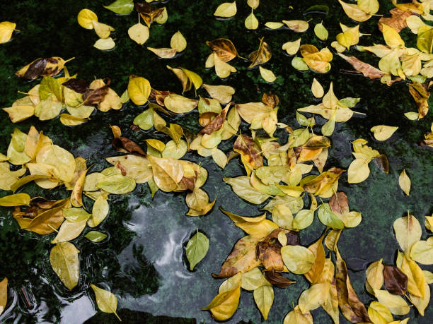 istock yellow leafs on wet floor and reflexive sky 1037200804