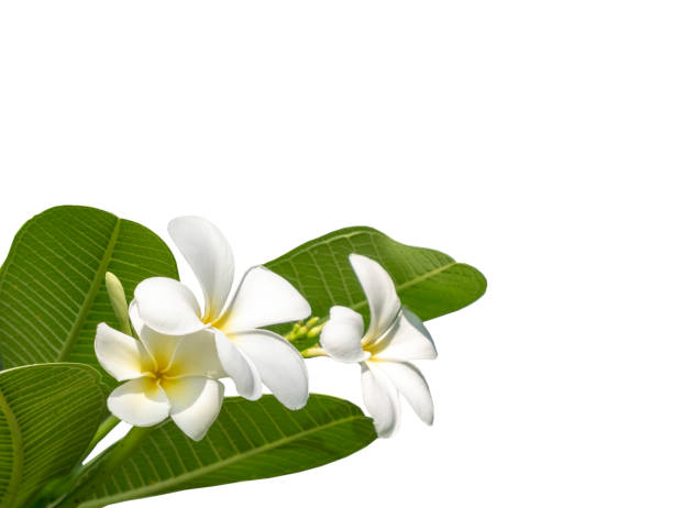 istock bouquet white plumeria with clip path 1037204458